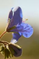 Image of Charlotte's phacelia