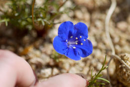 Image of Charlotte's phacelia