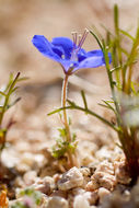 Image of Charlotte's phacelia