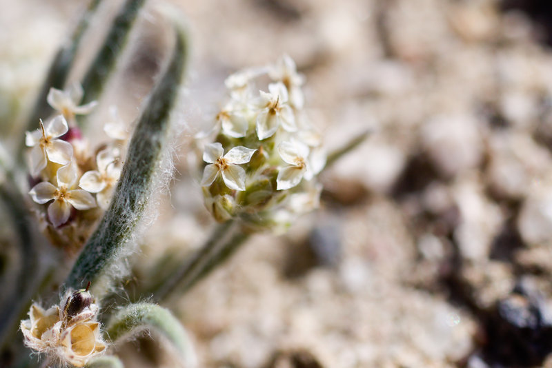 Image of blond plantain