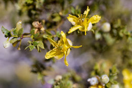 Image of creosote bush