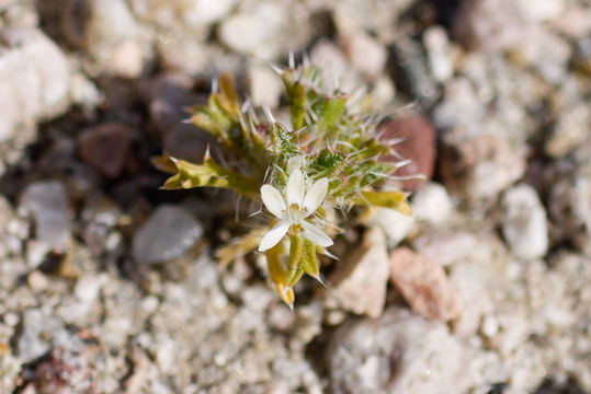 Image of Schott's calico