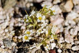 Image de Linanthus demissus (A. Gray) Greene