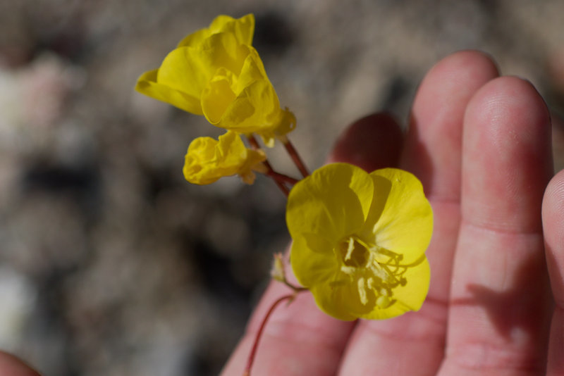 Imagem de Chylismia brevipes Small