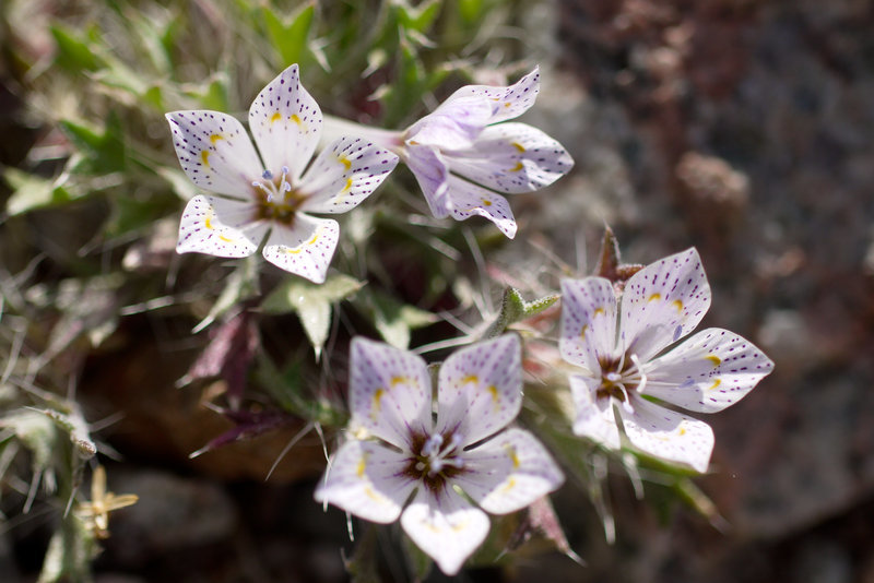 Image of Great Basin langloisia