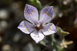 Image of Great Basin langloisia