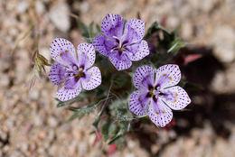 Image of Great Basin langloisia