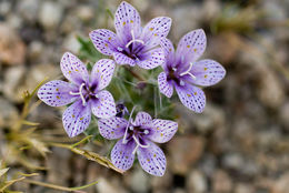 Image of Great Basin langloisia