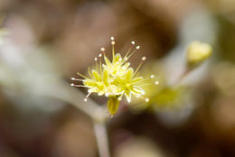 Image of desert trumpet