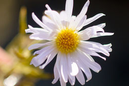 Image of Mojave woodyaster