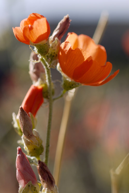 Image of desert globemallow