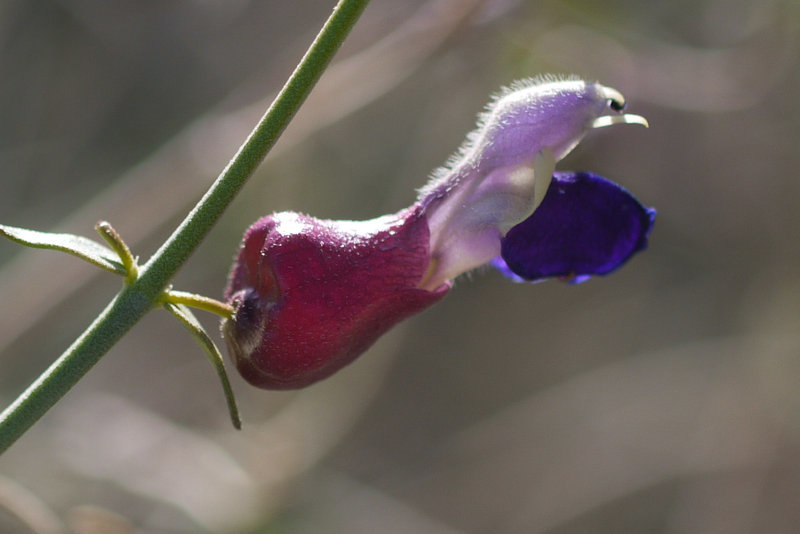 Imagem de Scutellaria mexicana (Torr.) A. J. Paton