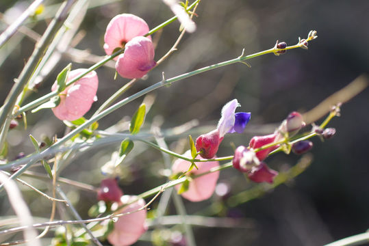 Imagem de Scutellaria mexicana (Torr.) A. J. Paton