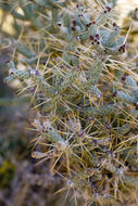 Imagem de Cylindropuntia ramosissima (Engelm.) F. M. Knuth