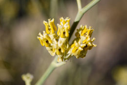 Image of rush milkweed