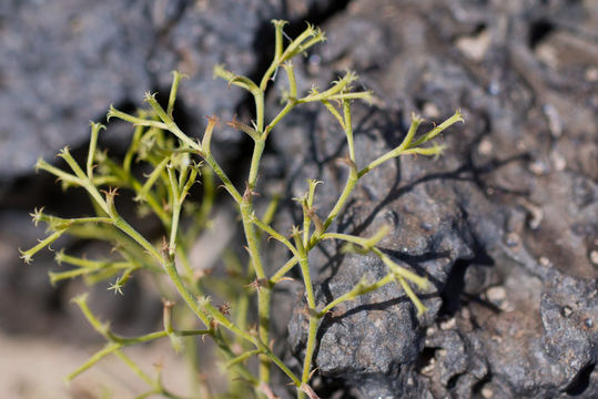 Image of brittle spineflower