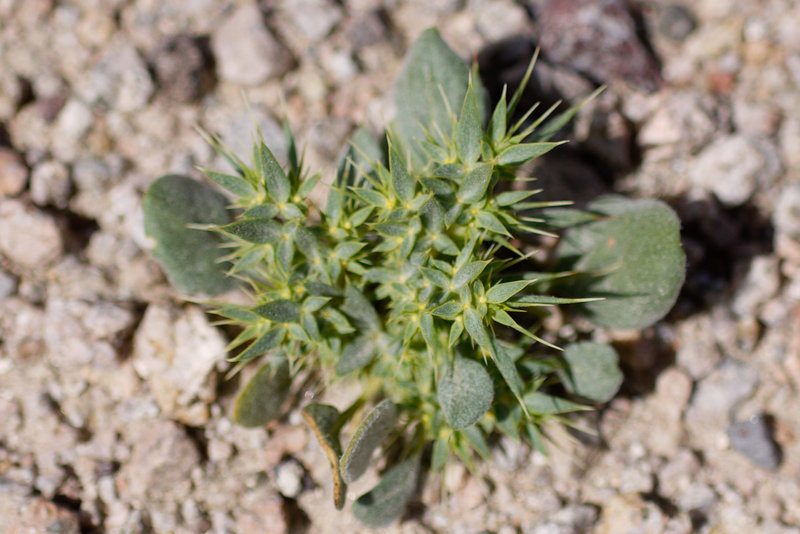 Слика од Chorizanthe rigida (Torr.) Torr. & Gray