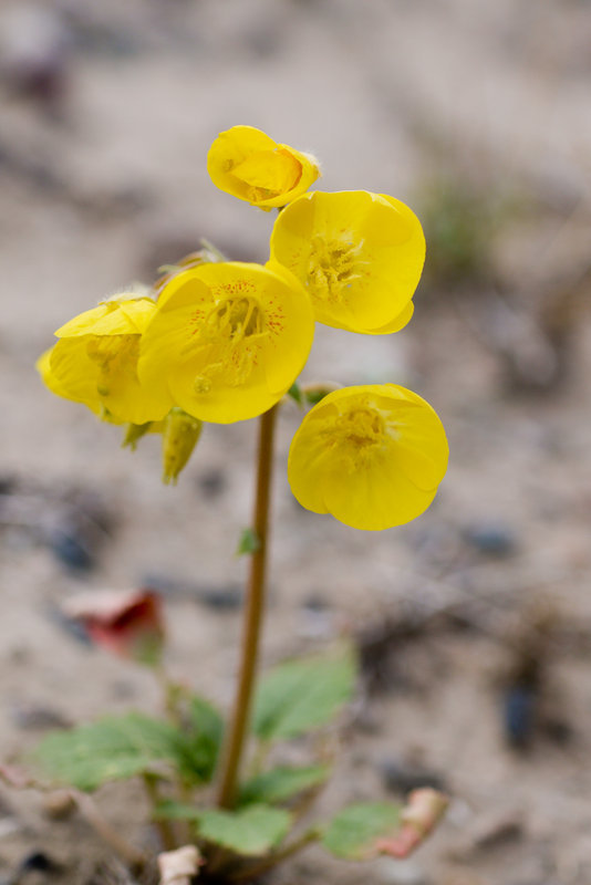 Imagem de Chylismia brevipes Small