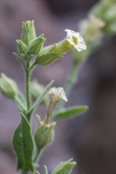 Image of desert tobacco,