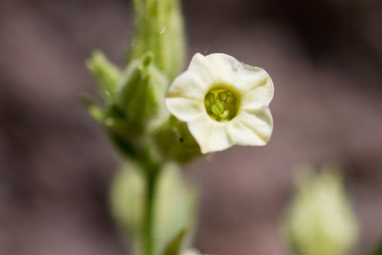 Image of desert tobacco,