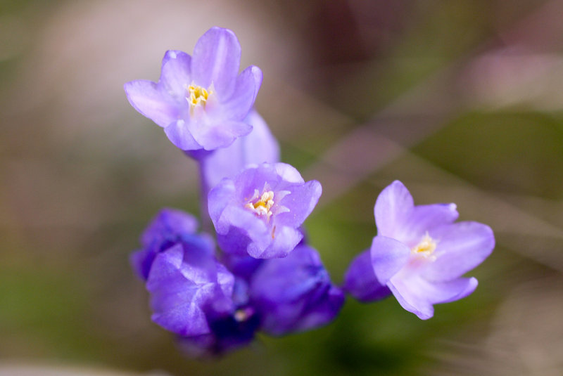 صورة Dichelostemma capitatum (Benth.) Alph. Wood