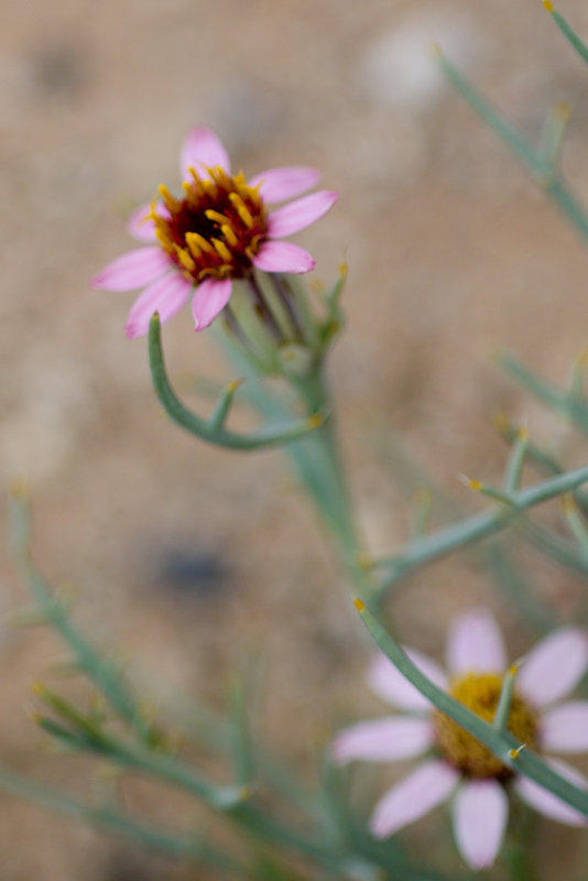 Image of Mojave hole-in-the-sand plant