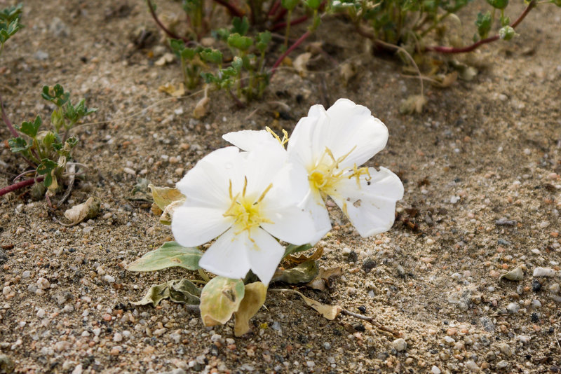 Imagem de Oenothera deltoides Torr. & Frem.