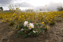 Imagem de Oenothera deltoides Torr. & Frem.