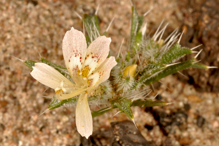 Image of desert calico