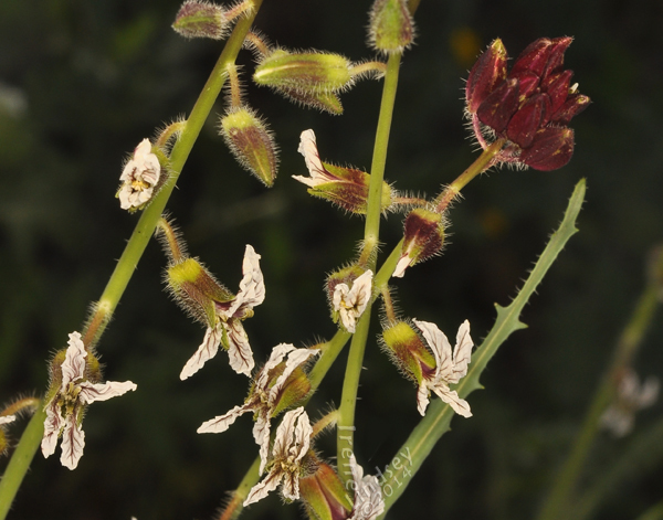 صورة Caulanthus coulteri (A. Gray ex S. Watson) S. Watson