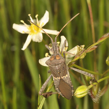 Leptoglossus zonatus (Dallas 1852) resmi