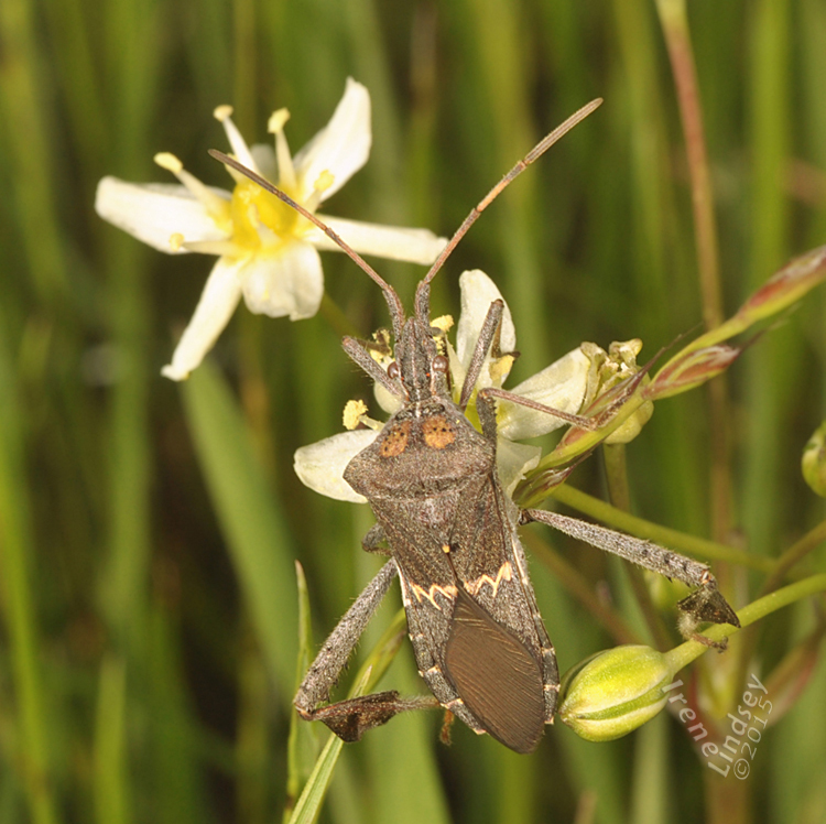 Sivun Leptoglossus zonatus (Dallas 1852) kuva