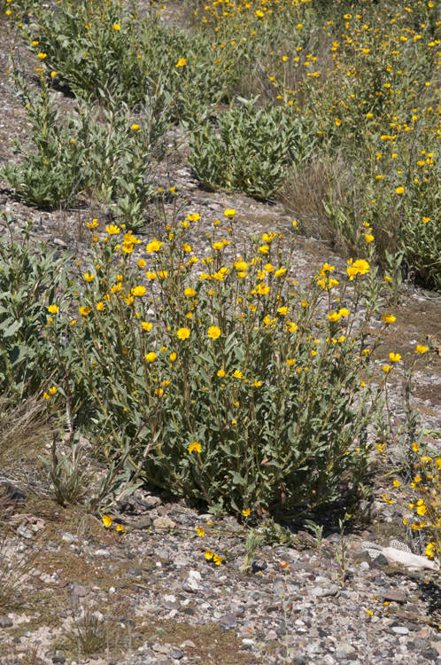 Geraea canescens Torr. & A. Gray的圖片