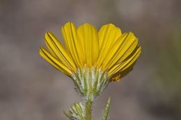 Geraea canescens Torr. & A. Gray的圖片