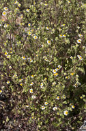 Image of Emory's rockdaisy