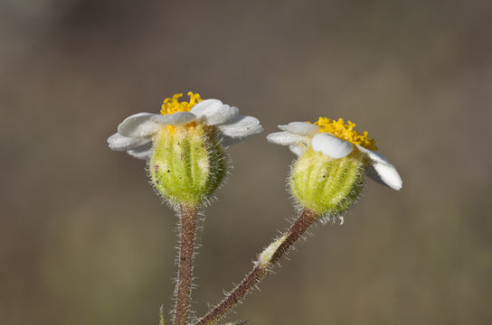 Image of Emory's rockdaisy