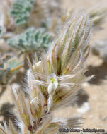 Image of soft prairie clover