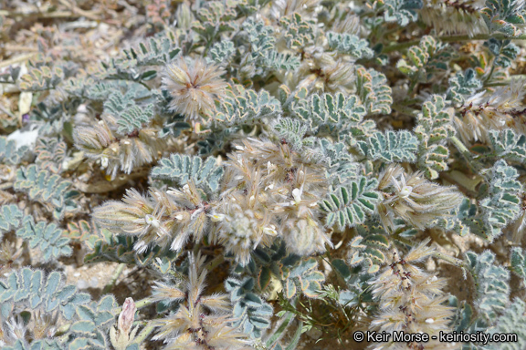 Image of soft prairie clover