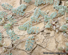 Image of hairy prairie clover