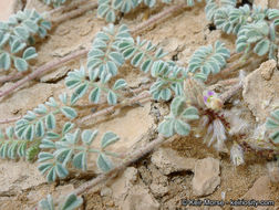 Image of hairy prairie clover