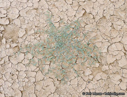 Image of hairy prairie clover