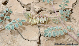 Image of hairy prairie clover