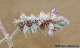 Image of hairy prairie clover