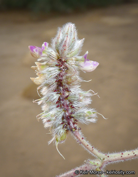 Image of hairy prairie clover