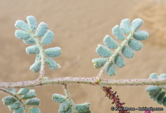 Image of hairy prairie clover