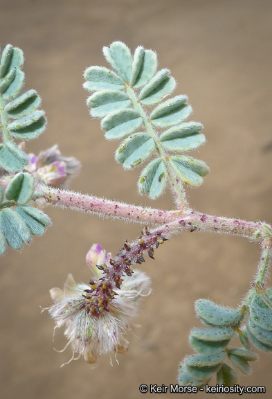 Image of hairy prairie clover