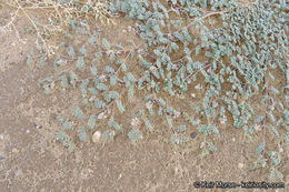 Image of hairy prairie clover