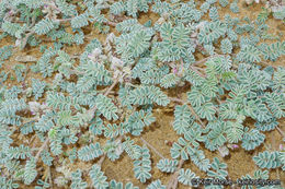 Image of hairy prairie clover