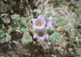 Image of Palmer's crinklemat