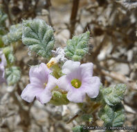 Image of Palmer's crinklemat